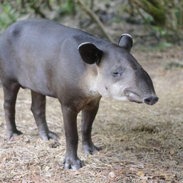 BzZoo5