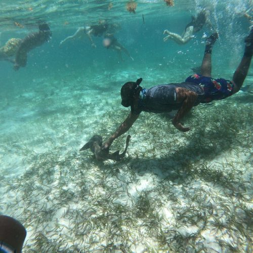 Snorkeling_shark ray ally