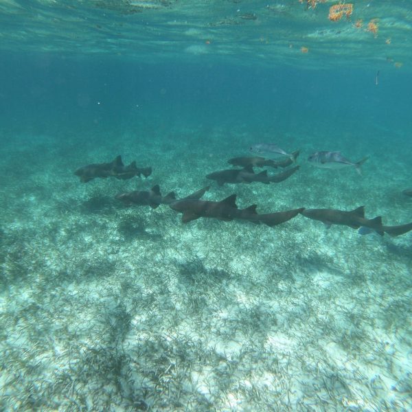 Shark Ray ally