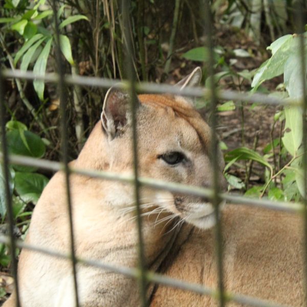belize_Zoo (10)