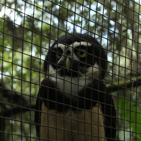belize_Zoo (2)