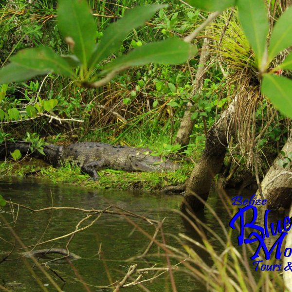 Lamanai River & Jungle