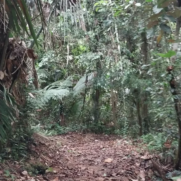 tiger fern